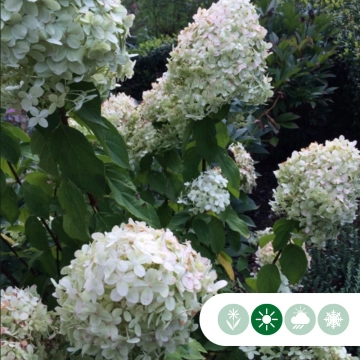 Hortensie Grandiflora