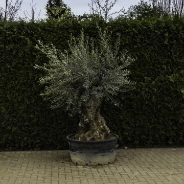 Olivenbaum 'Bonsai' #88