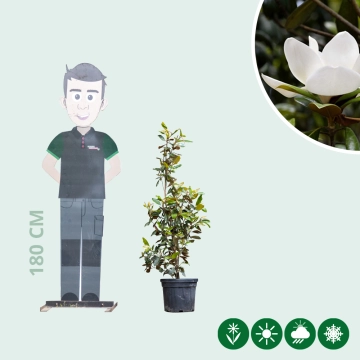 Magnolie Grandiflora Solitär