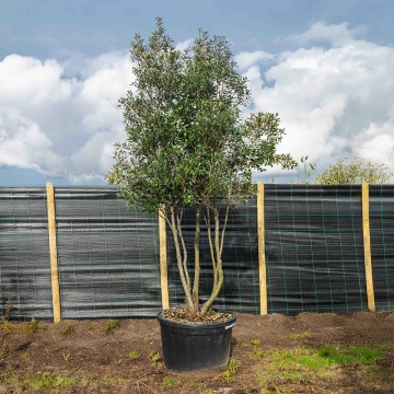 Mehrstämmige Steineiche ausgewachsen #59