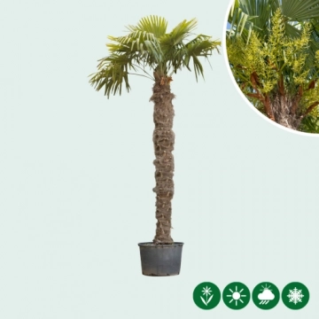 Winterharte Palme