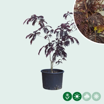 Roter Persischer Schlafbaum Solitär