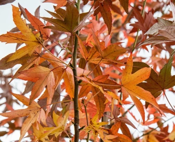 Bäume mit den schönsten Herbstfarben