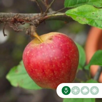 Malus d. 'Notarisappel' als Spalier