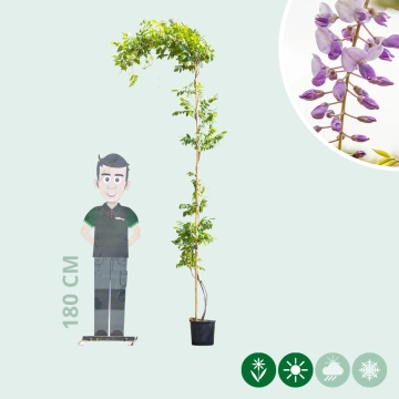 Blauregen sinensis