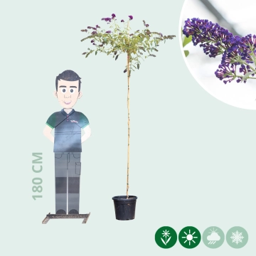 Schmetterlingsstrauch 'Black Knight' Hochstamm