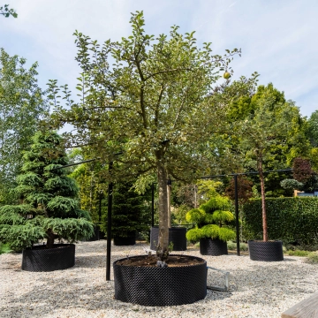 Apfelbaum Malus d.  'Rode Boskoop' #37