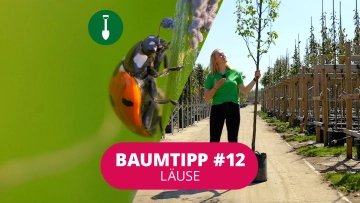 Baumtipp #12 Läuse