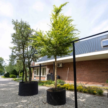 Gewöhnlicher Japanischer Fächerahorn Hochstamm  #13