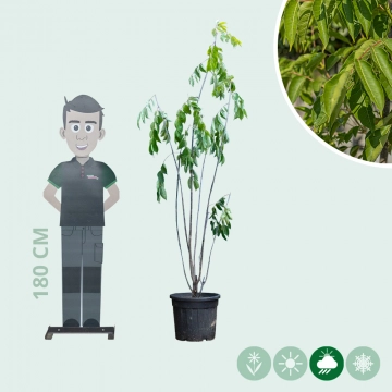 Bienenbaum mehrstämmig