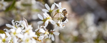 5 Trachtbäume, die Ihren Garten bienenfreundlich machen