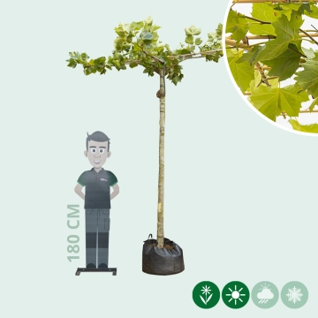 Dachplatane Auschgewachsen in Kreuzform