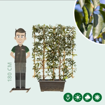 Portugiesischer Kirschlorbeer Heckenelement