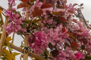 Wie weit sollte ein Baum von der Grundstücksgrenze entfernt stehen?