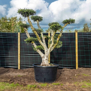 Olivenbaum Pom Pon ausgewachsen #57