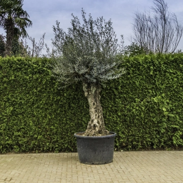 Olivenbaum 'Bonsai' #99