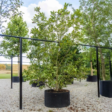 Magnolie 'Susan' mehrstämmig #27