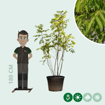 Bienenbaum mehrstämmig