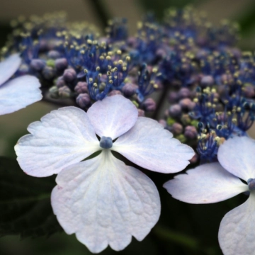 Fluweel Hortensie