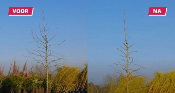Wann schneidet man den Amberbaum am besten?