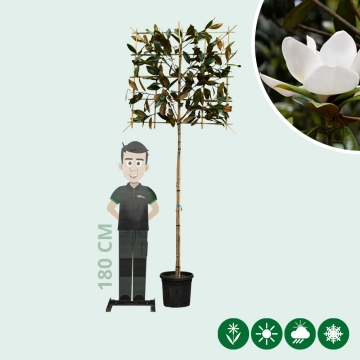 Magnolie grandiflora als Spalier