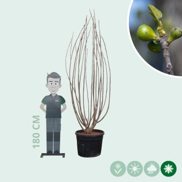 Mehrstämmiger Feigenbaum