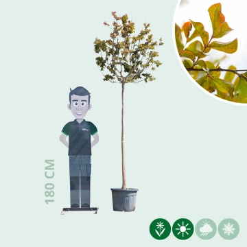 Chinesische Kräuselmyrte