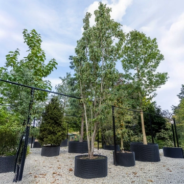 Säulen-Zierkirsche #42