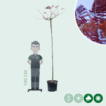 Roter Persischer Schlafbaum