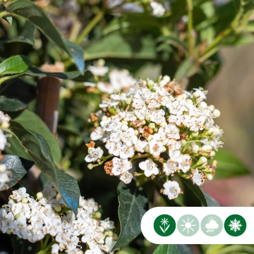 Bäume mit weißen Blüten
