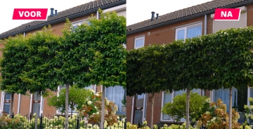 Wie und wann Sie den Portugiesischen Lorbeer schneiden