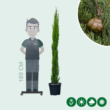 Italienische Zypresse 'Totem'