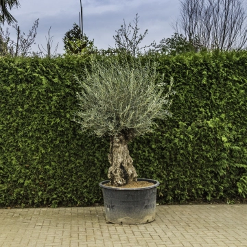 Olivenbaum 'Bonsai' #97
