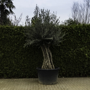 Olivenbaum 'Bonsai' #101