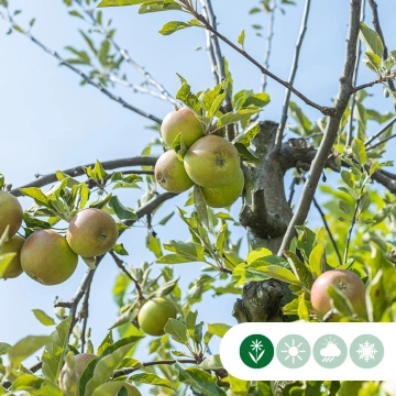 Malus d. 'Elstar' als Spalier