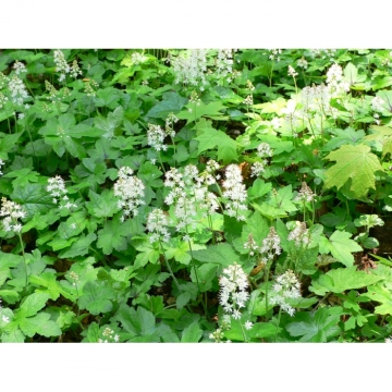 Tiarella cordifolia