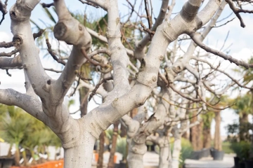Welcher Baum hat eine weiße Rinde?
