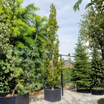 Gelbe Säulenbuche #106