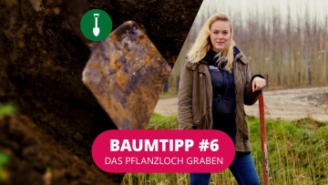Baumtipp #6 Pflanzloch graben