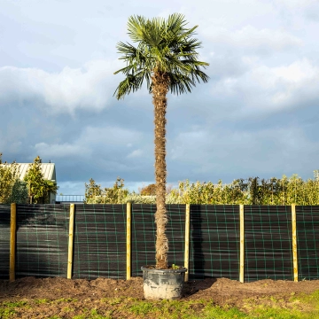 Chinesische Hanfpalme ausgewachsen #12