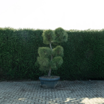 Waldkiefer Bonsai Pompon #79