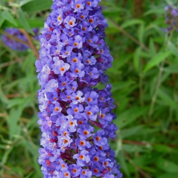 Schmetterlingsstrauch 'Nanho Blue'