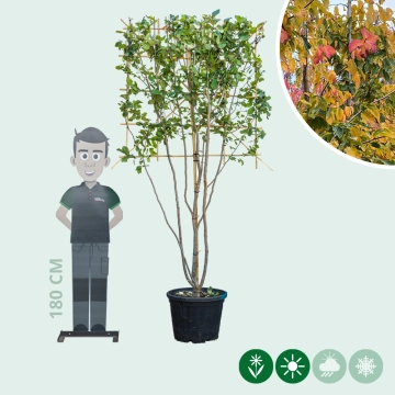 Persischer Eisenholzbaum mehrstämmig als Spalier