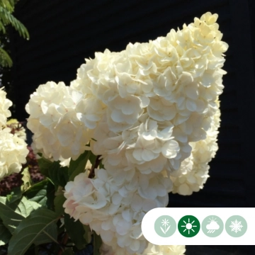 Hortensie 'Vanille Fraise'