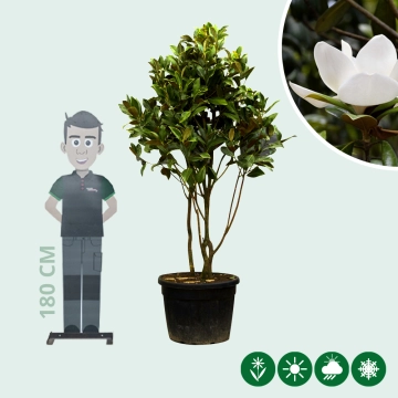 Magnolia grandiflora mehrstämmig