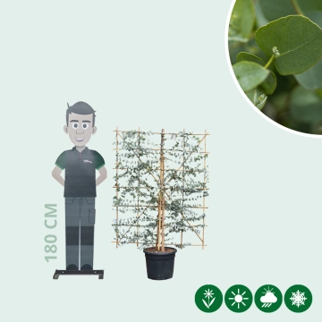 Eukalyptus Heckenelement