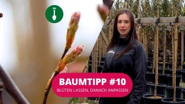 Baumtipp #10 Blüten lassen, danach anpassen