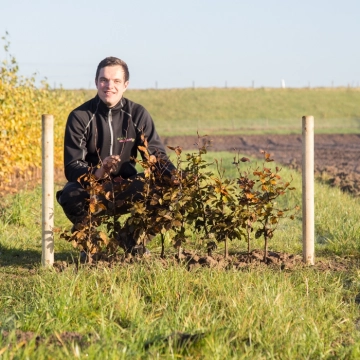 Blutbuchenhecke pro Meter zweireihig