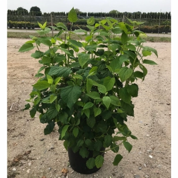 Hortensia 'Annabelle' Solitär