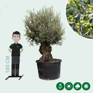 Olivenbaum 'Bonsai'